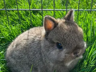 Netherland Dwarf rabbits Male & Female Netherland Dwarfs For Sale - Advert 9