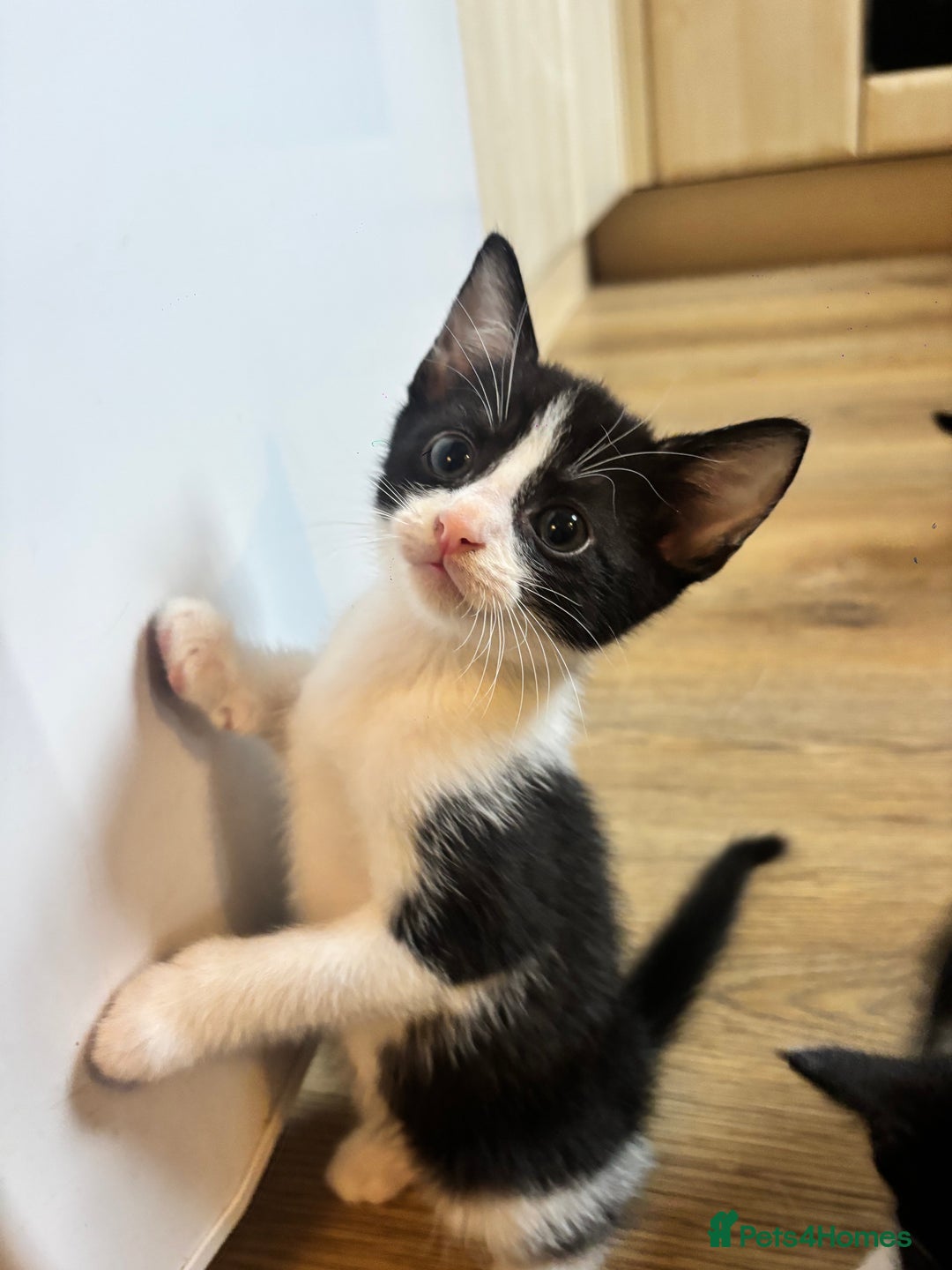 Domestic Shorthair cats for sale: Beautiful litter of kittens!  - Image 13