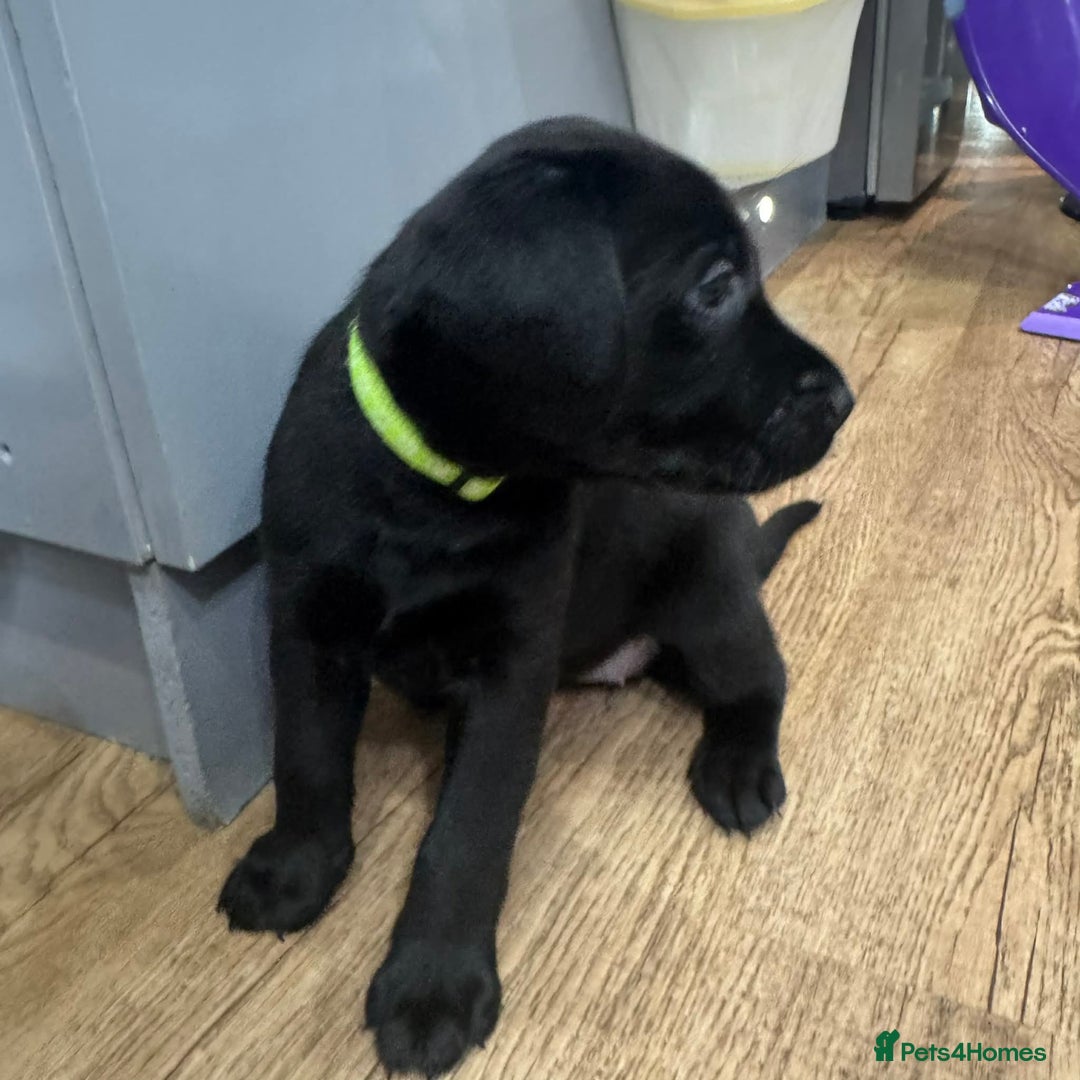 Labrador Retriever dogs for sale: Beautiful Labrador puppies for sale🥰 - Advert 11
