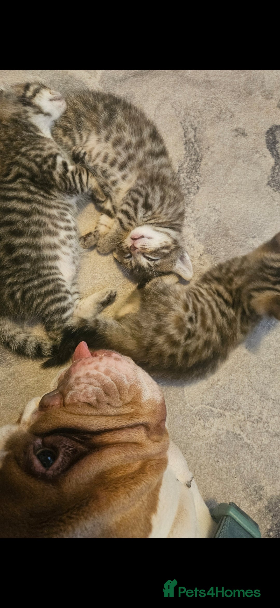 Mixed Breed cats for sale: Bengal cross kittens. 4 left!!! - Image 21