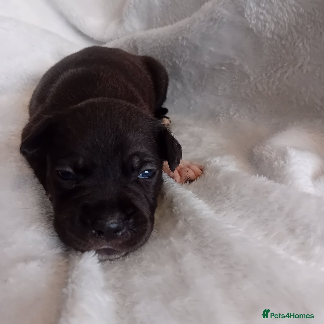Staffordshire Bull Terrier dogs for sale: Staffordshire bull terrier pups  - Advert 16