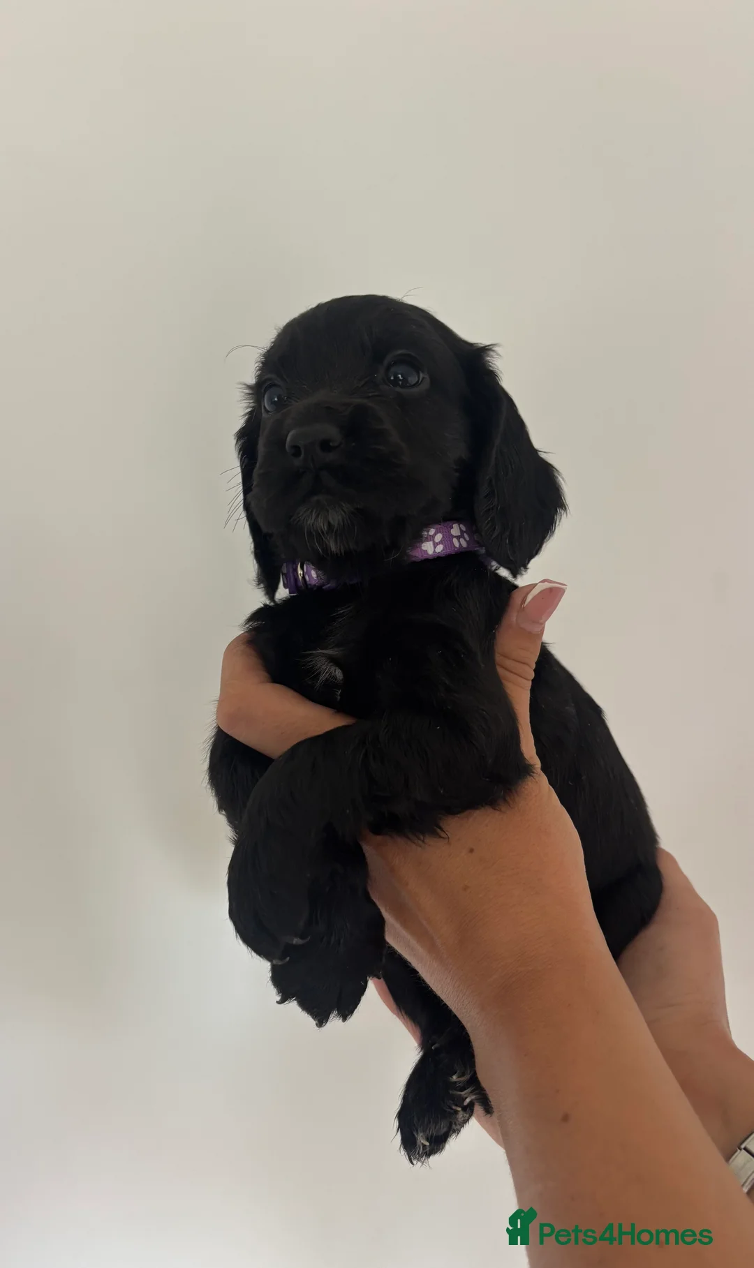 Cocker Spaniel dogs for sale: Cocker spaniel Pups - Advert 2
