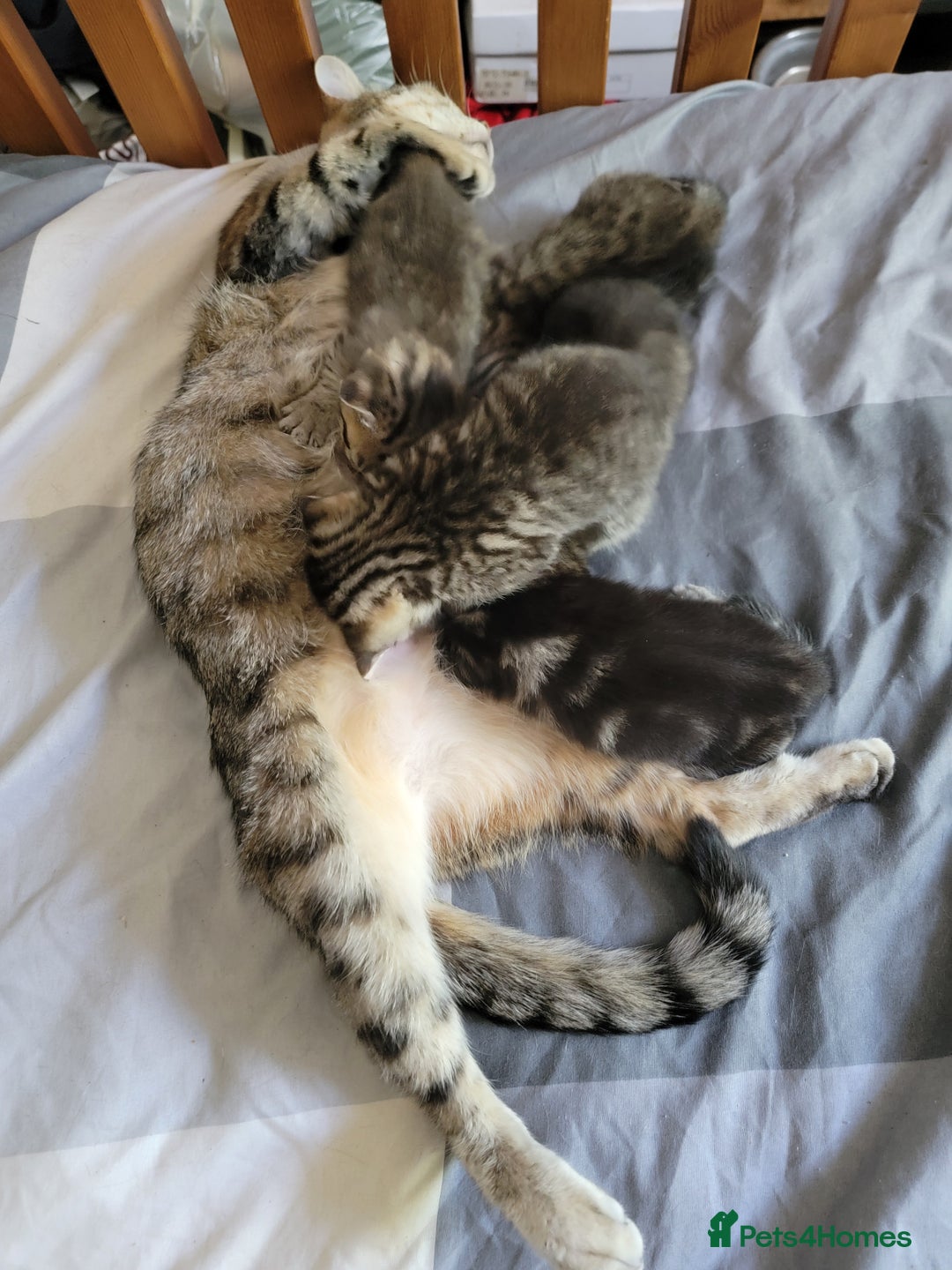 Mixed Breed cats for sale: Kittens ready now - Image 8