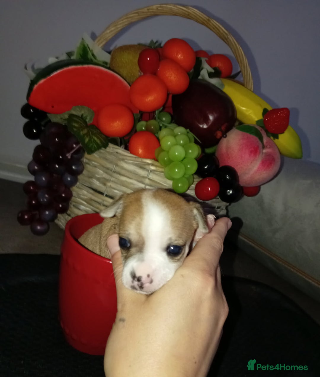 Chihuahua dogs for sale: PEDIGREE CHIHUAHUAS  - Advert 6