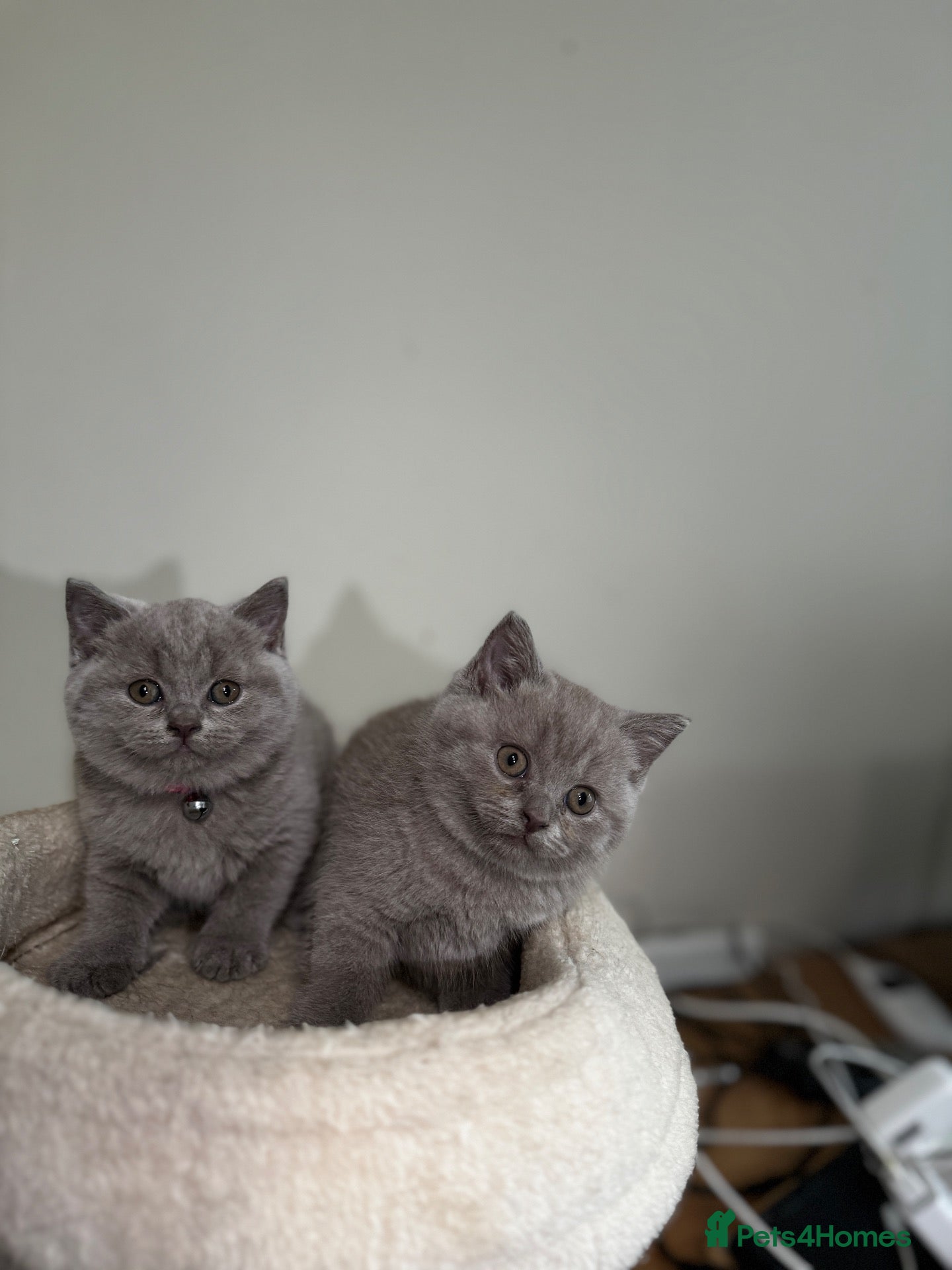 British Shorthair cats BSH  kittens lilac and blue - Advert 1