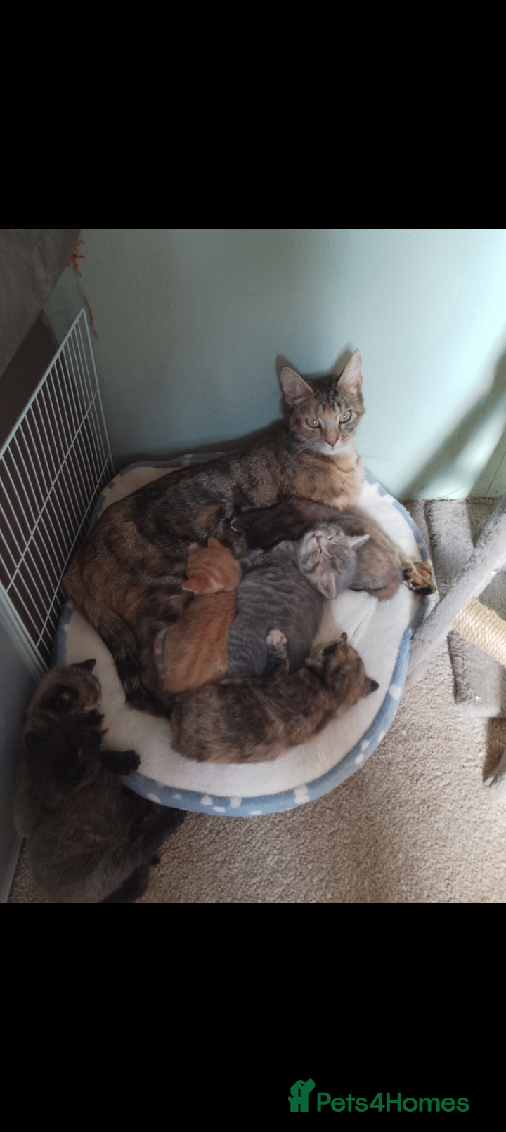 Mixed Breed cats Persian X Kittens  - Advert 5