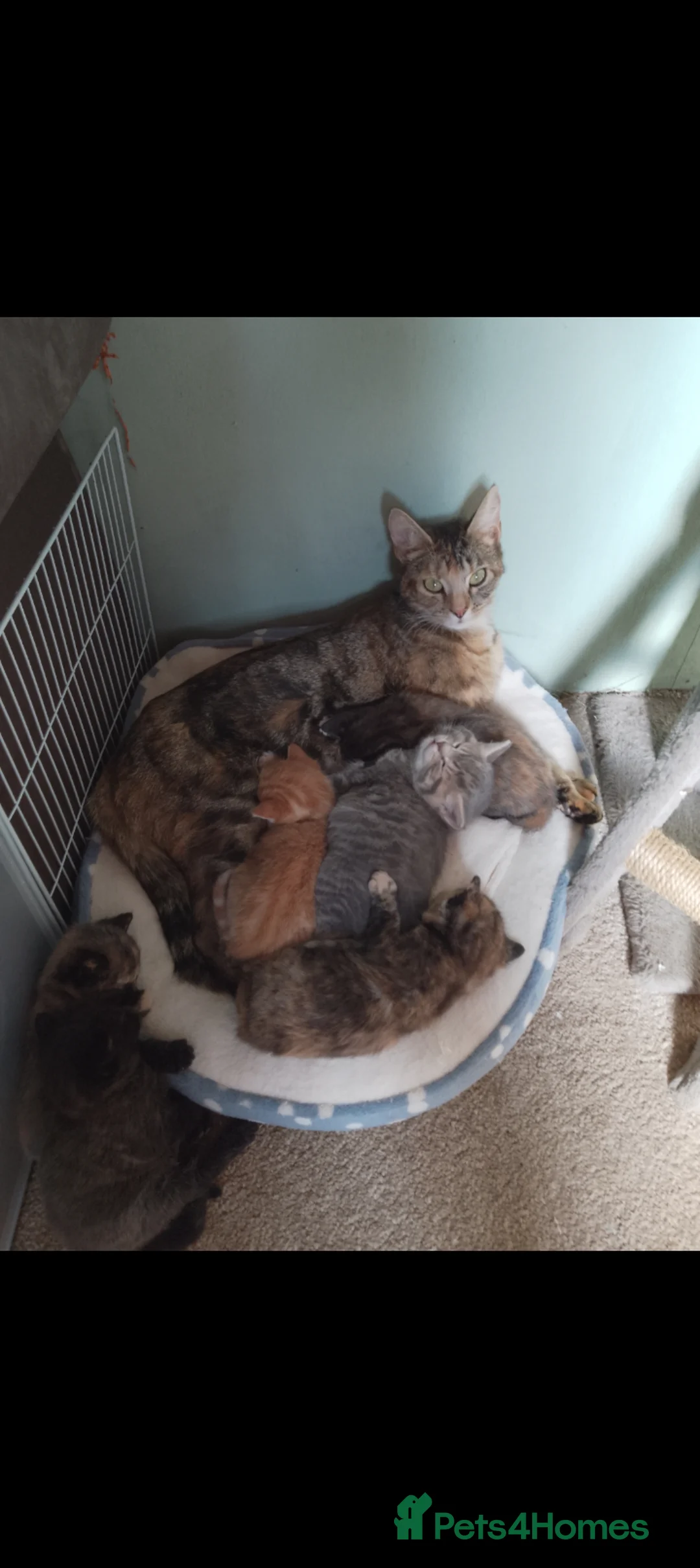 Mixed Breed cats for sale: Persian X Kittens  - Advert 1