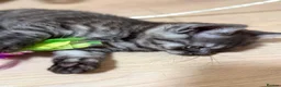 British Shorthair cats for sale: Rare BSH kitten - Advert 3