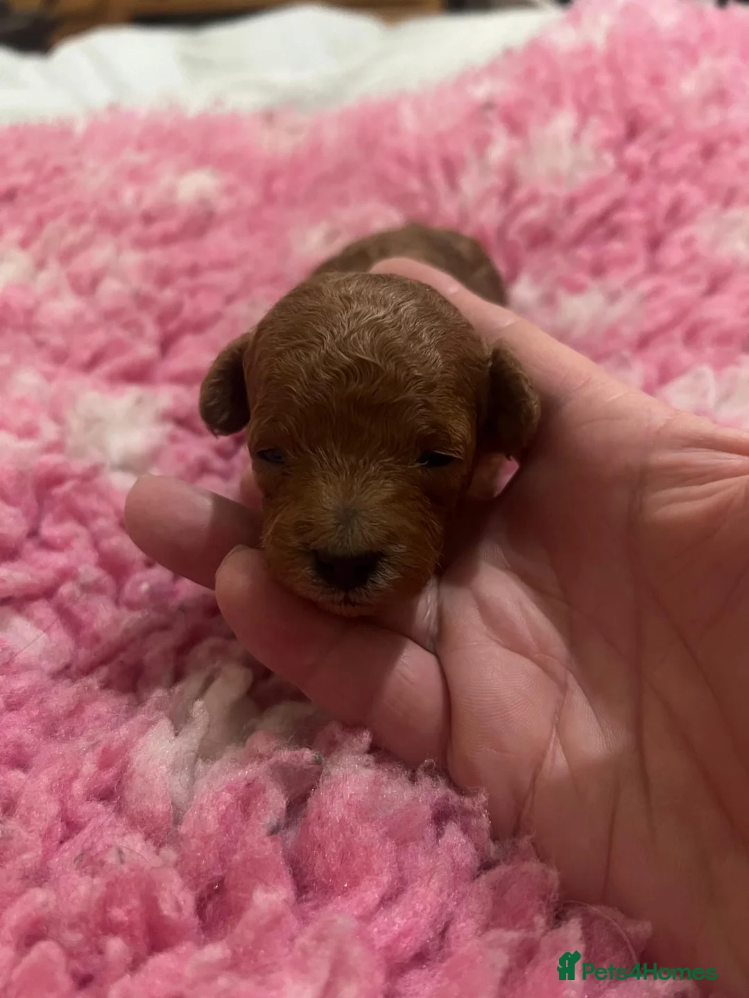 Toy Poodle dogs for sale: Outstanding KC reg Red Toy Poodles  - Advert 26