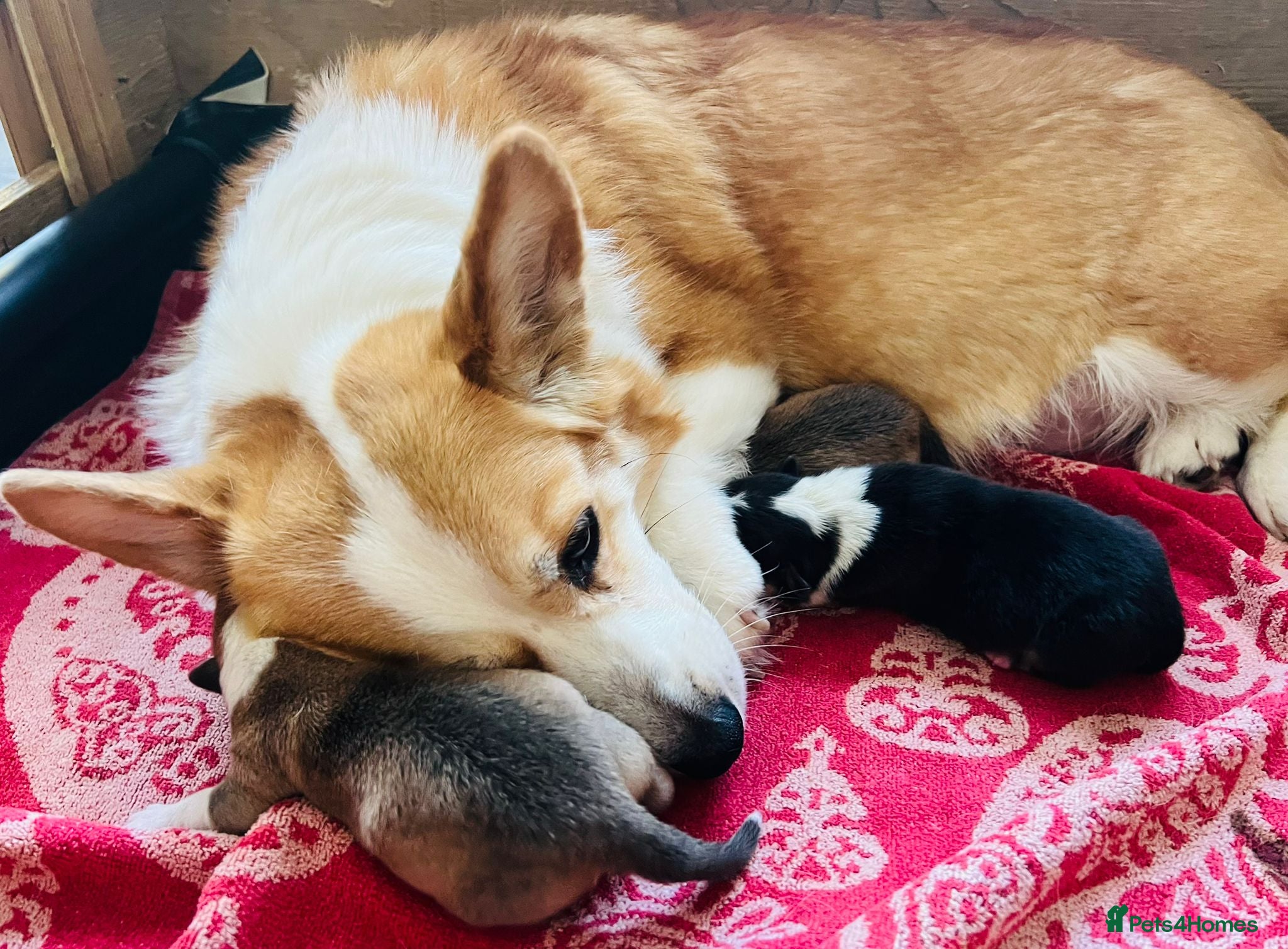 Welsh Corgi Pembroke dogs Welsh Corgi (Pembroke) - Advert 1