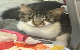 Mixed Breed cats for sale: Tabby female just over a year old sweetheart  - Image 5