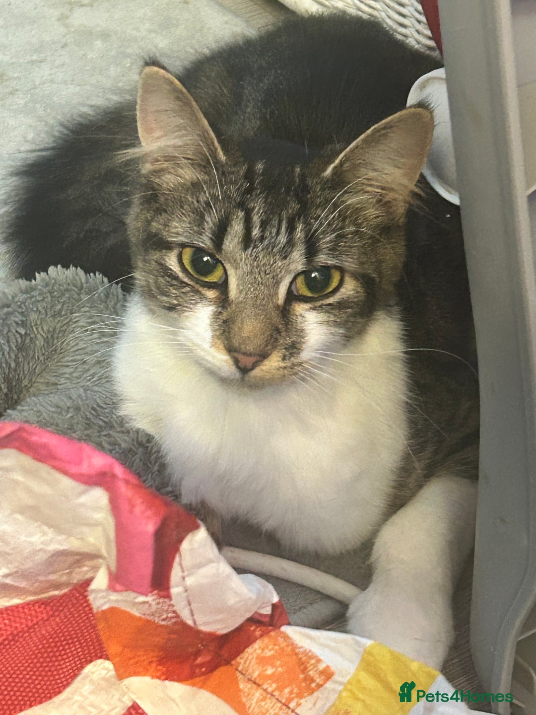 Mixed Breed cats for sale: Tabby female just over a year old sweetheart  - Image 5