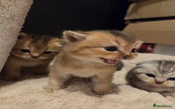 Scottish Fold cats for sale: Scottish folds - Image 2