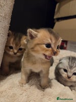 Scottish Fold cats - Advert 1