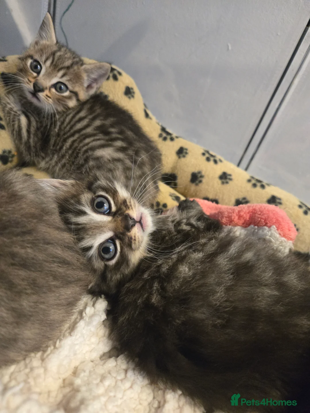 Mixed Breed cats for sale: 4 beautiful kittens  - Advert 5