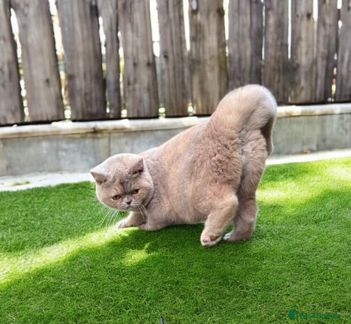 British Shorthair cats Lovely BSH - Advert 16