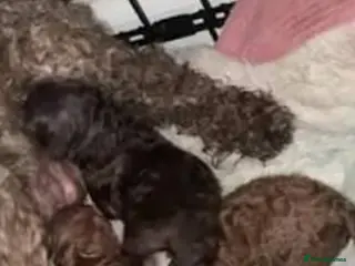 Toy Poodle dogs Toy poodle girl - Advert 4