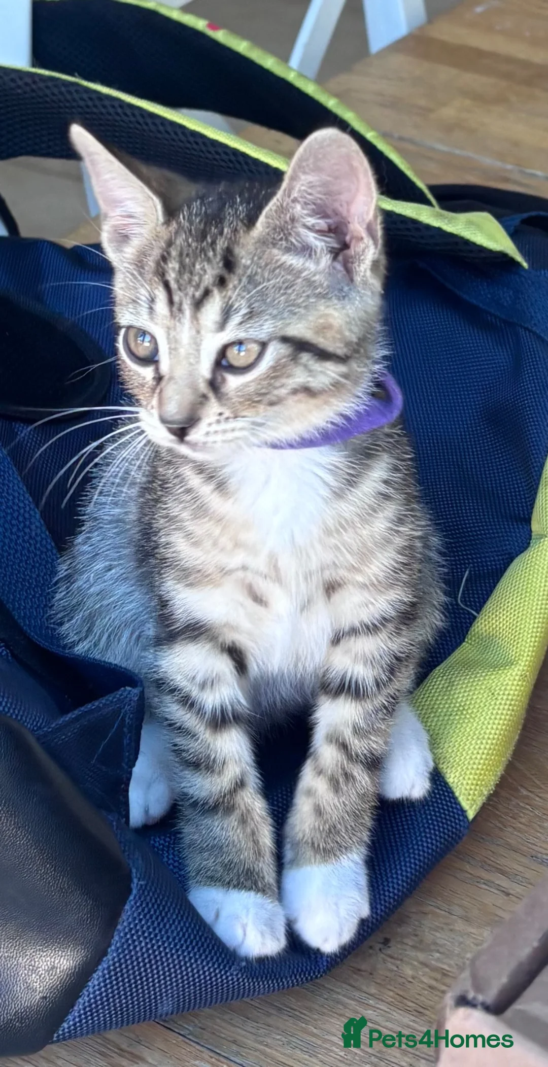 Mixed Breed cats for sale: Gorgeous tabby boy kitten - Advert 7