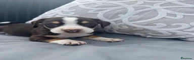 Mixed Breed 4