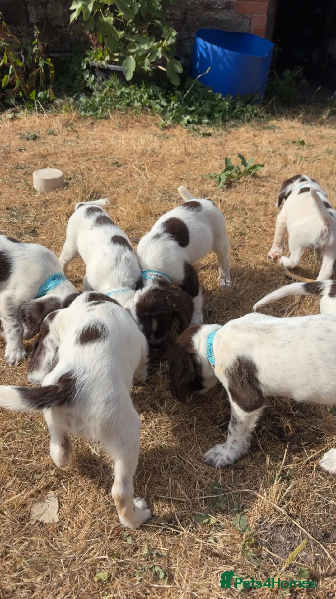 English Springer Spaniel dogs for sale: Springer spaniel puppy’s from a working line. in Tiverton - Advert 2
