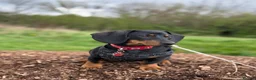 Dachshund dogs for sale: Kiki  - Advert 7