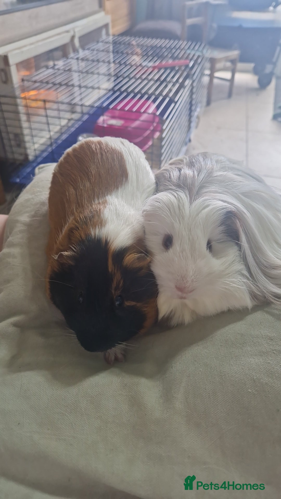 Guinea Pig rodents for sale: Male guinea pigs for sale - Image 3