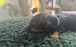 Cavapoo dogs for sale: Beautiful healthy Cavapoo’s d.o.b 22/08/25 - Image 6