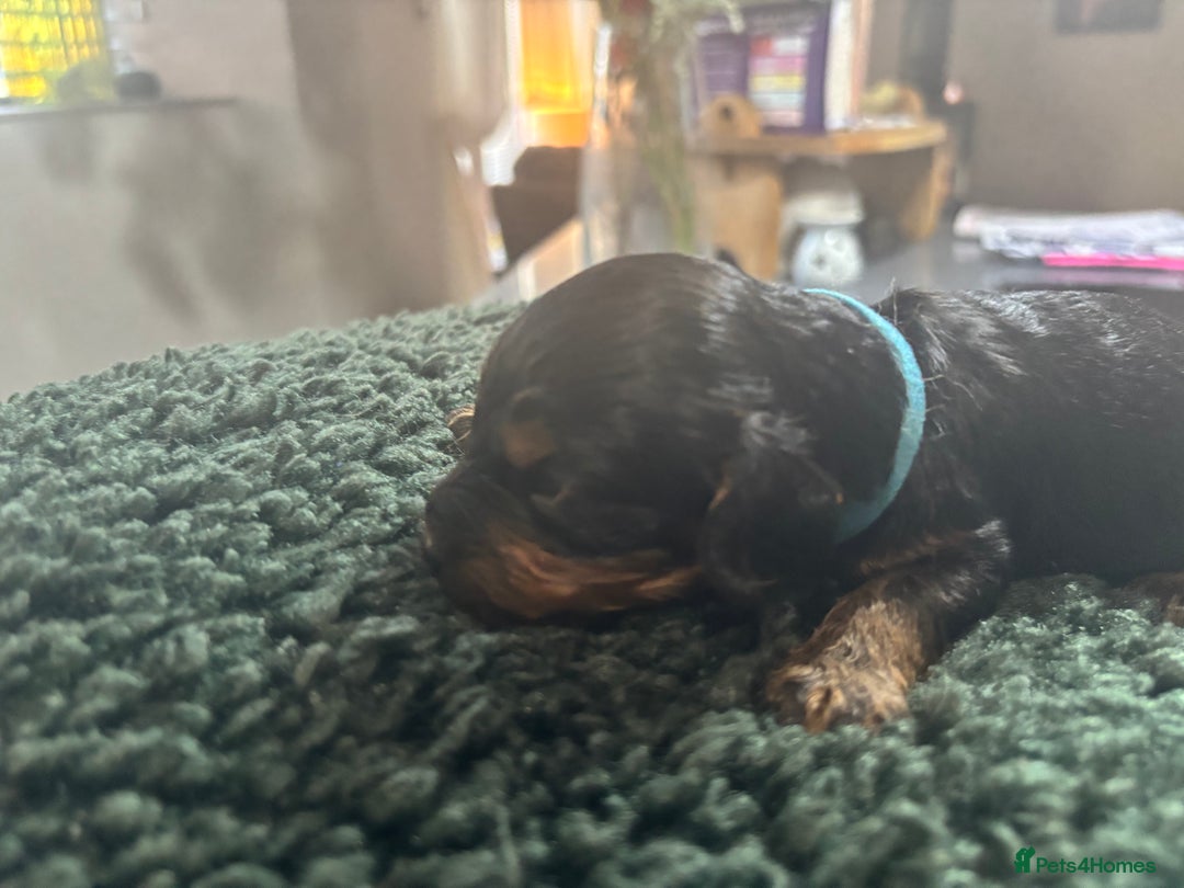 Cavapoo dogs for sale: Beautiful healthy Cavapoo’s d.o.b 22/08/25 - Image 6