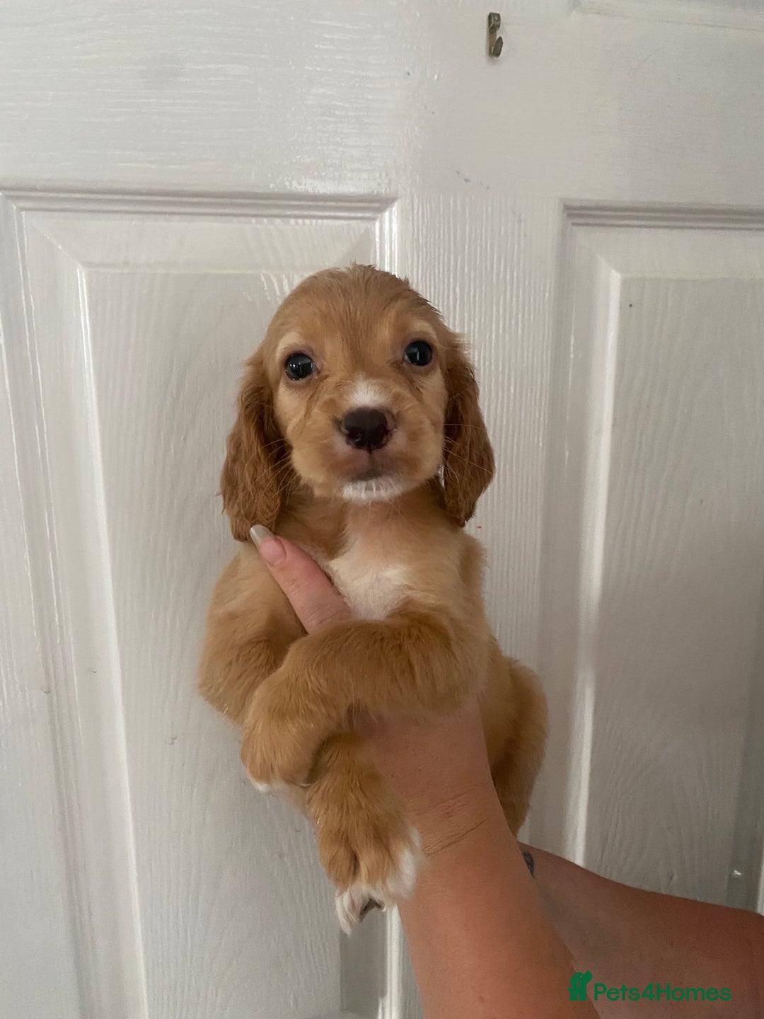 Cocker Spaniel dogs for sale: Merl cocker spaniel puppies  - Image 30