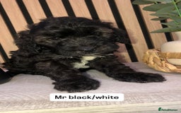 Cockapoo dogs for sale: F1b toy cockapoo puppies - Image 21