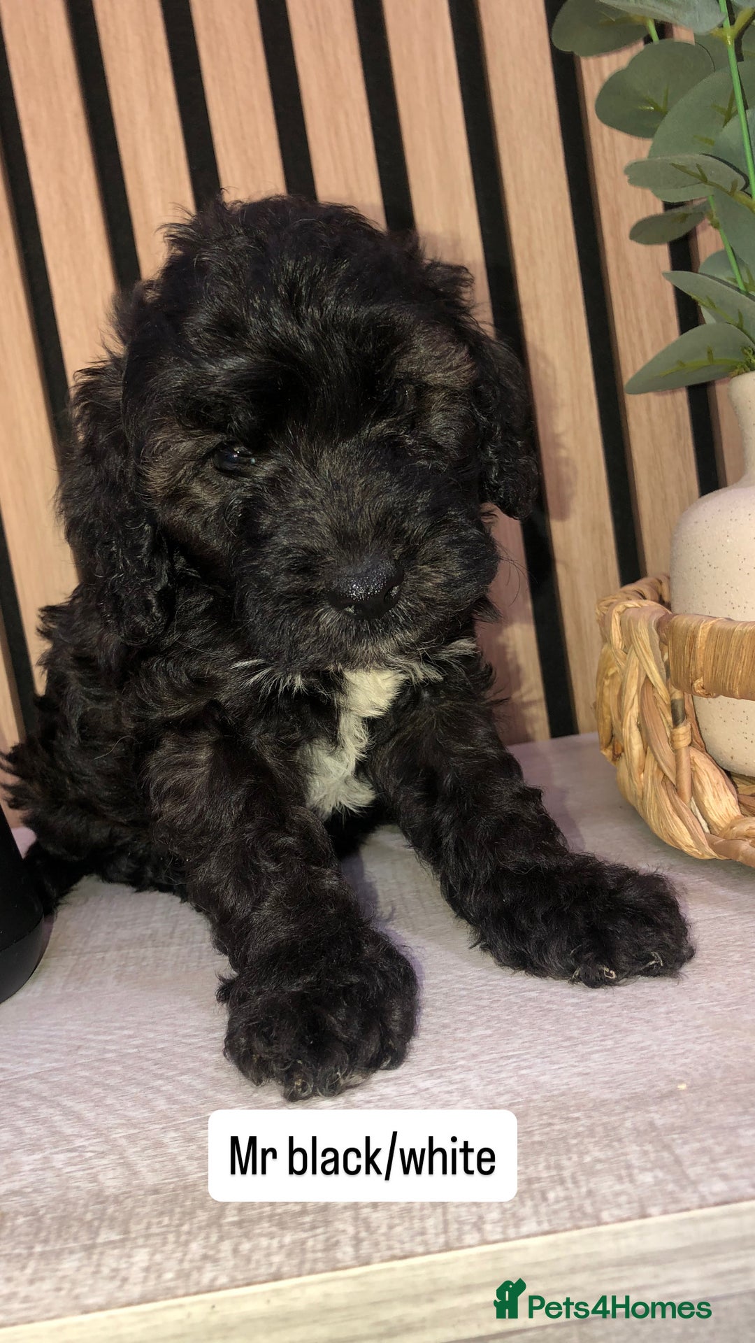 Cockapoo dogs for sale: F1b toy cockapoo puppies - Image 21