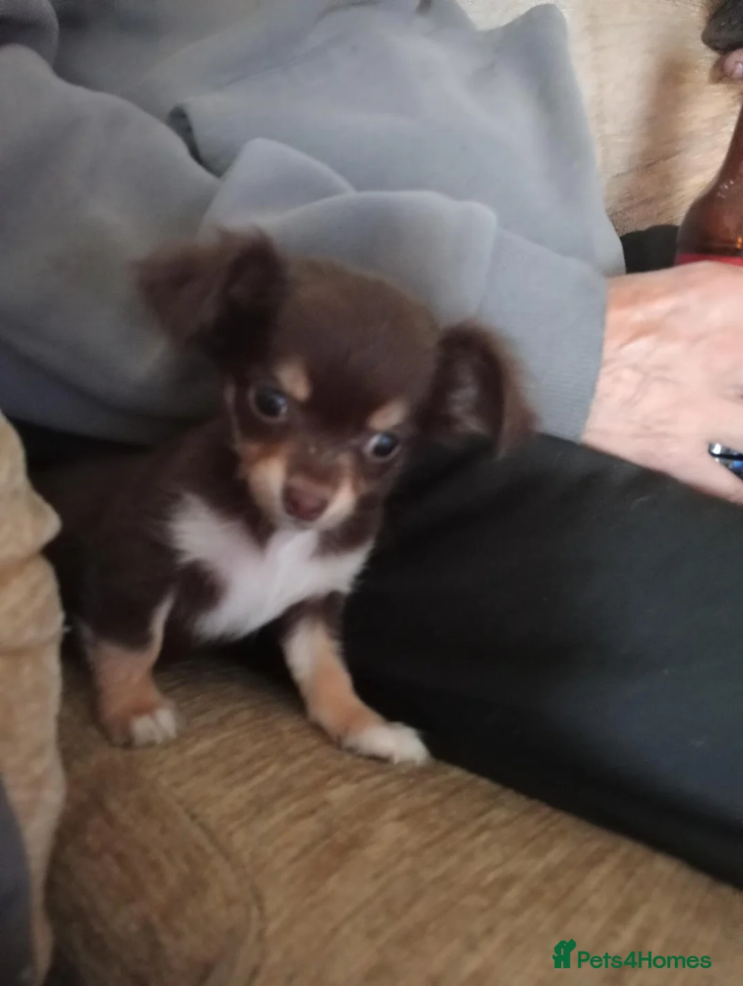 Chihuahua dogs for sale: Pure chihuahua puppies  in Nottingham - Advert 5