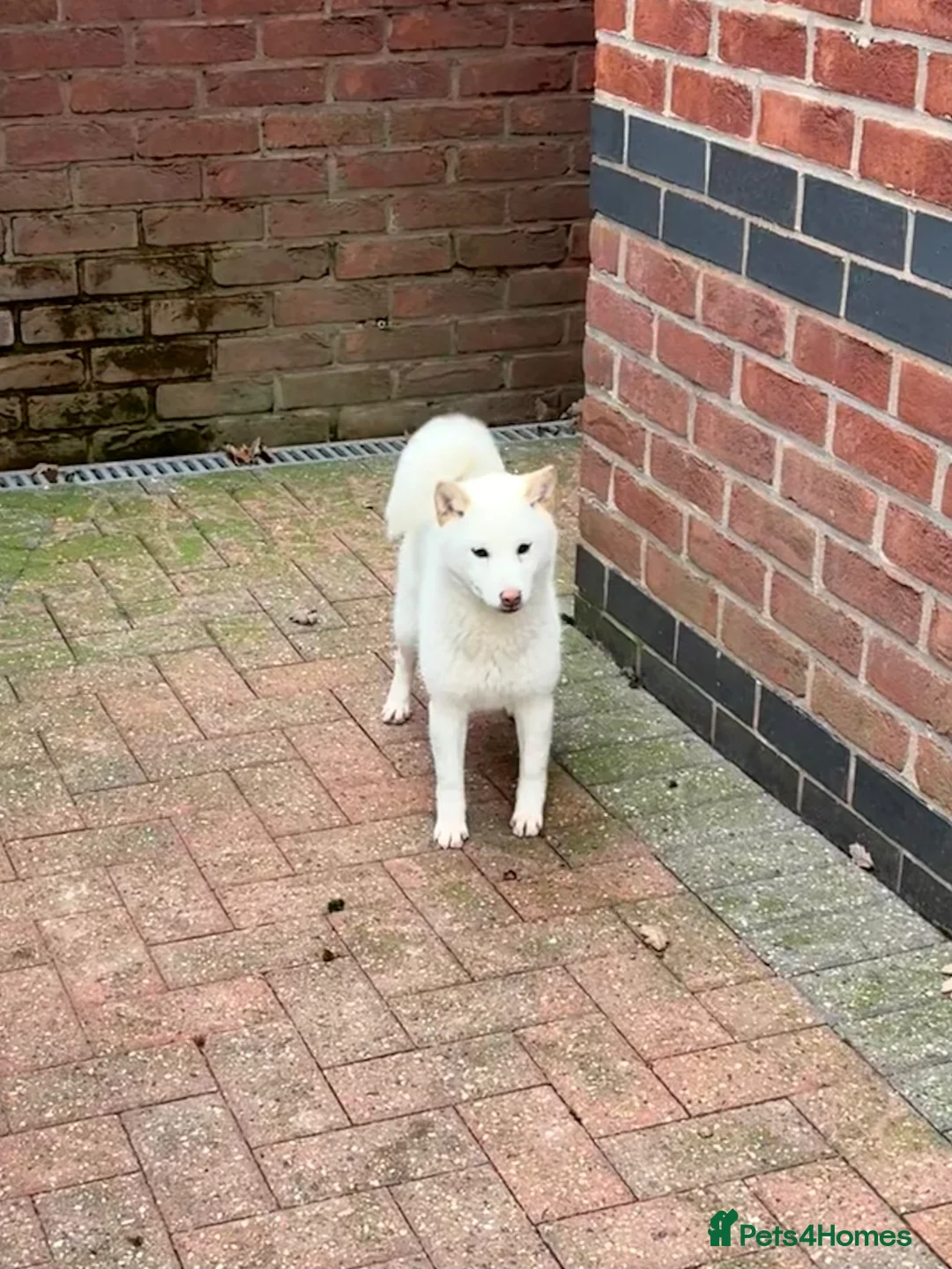 Japanese Shiba Inu dogs for sale: KC Registered Female Shiba - Advert 1