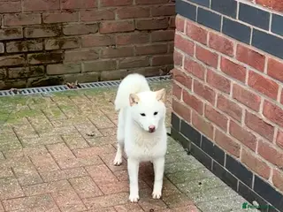 Japanese Shiba Inu dogs KC Registered Female Shiba - Advert 1