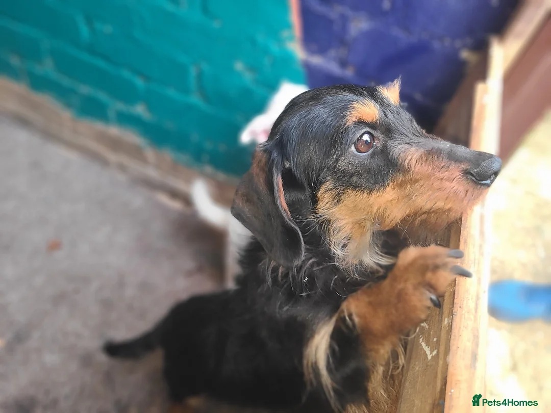 Mixed Breed dogs for sale: Dachshund x pomeranian puppies available  - Advert 11