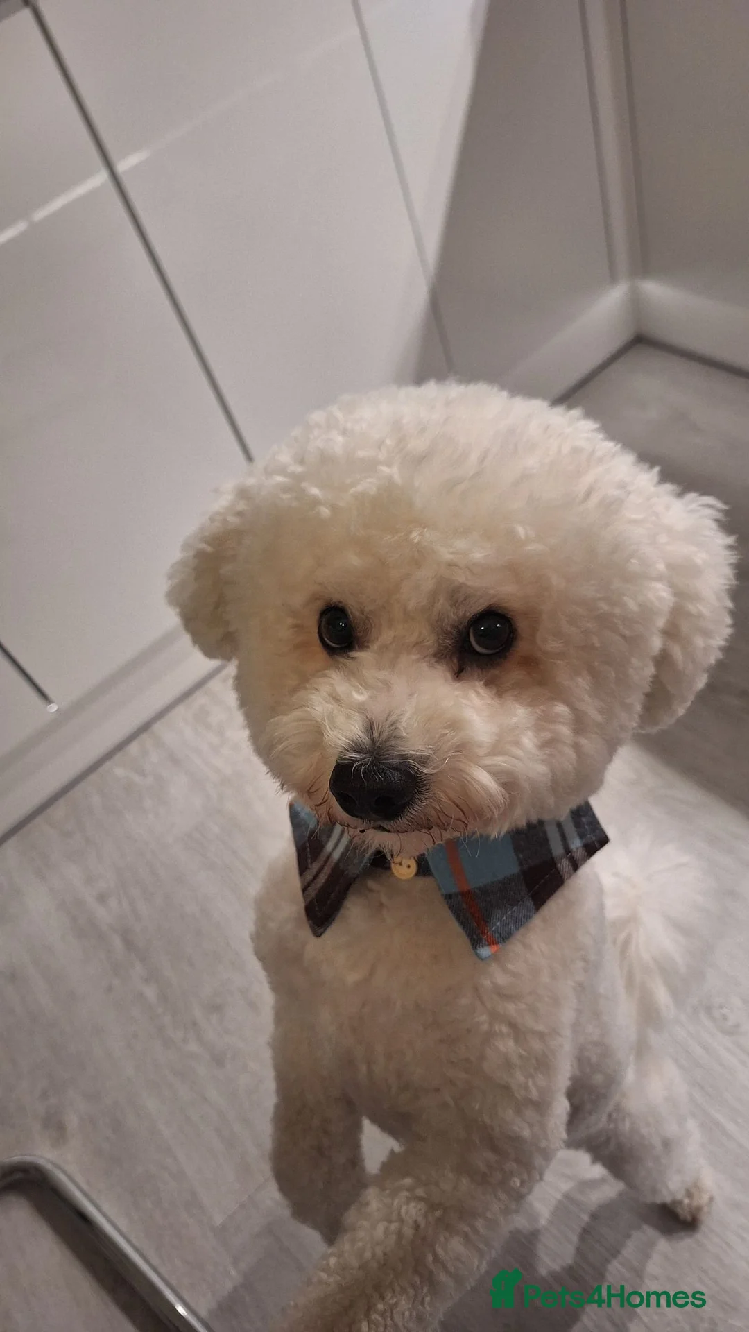 Bichon Frise dogs for stud: KC Registered Bichon Frise, new for stud in Swindon - Advert 3