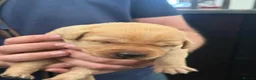 Labrador Retriever dogs for sale: Red & Yellow Labrador Puppies - Advert 5