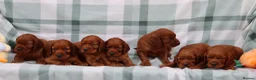 Irish Setter dogs for sale: Confident loving Irish Setter puppies  - Advert 5