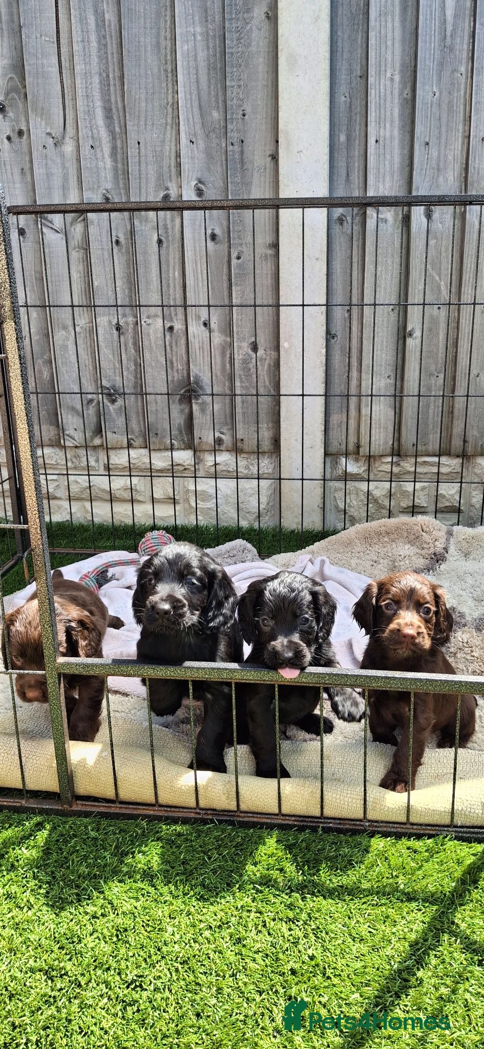 Cocker Spaniel dogs KC working Cocker puppies  - Advert 2