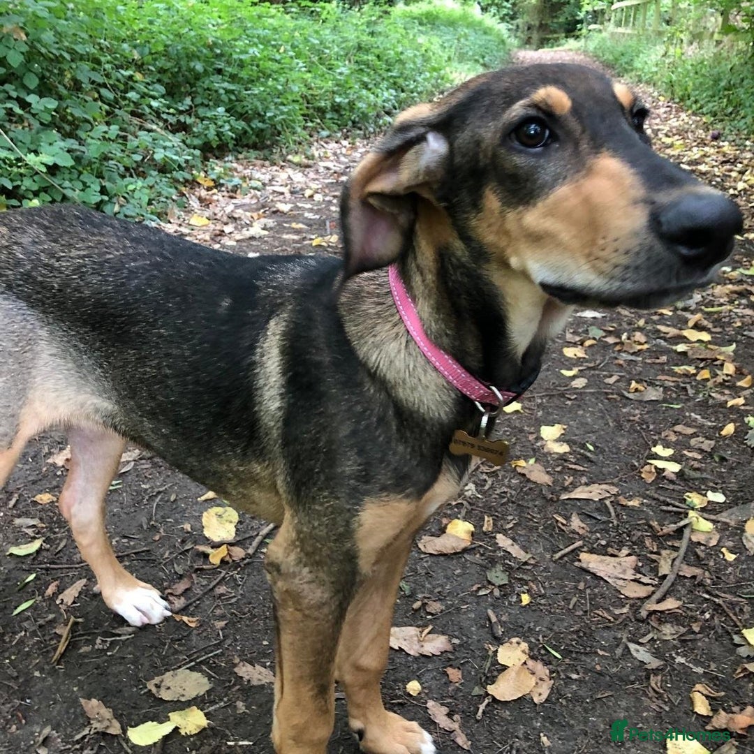 Mixed Breed dogs for adoption: Poppy (Hound/Shepherd mix) - Image 9