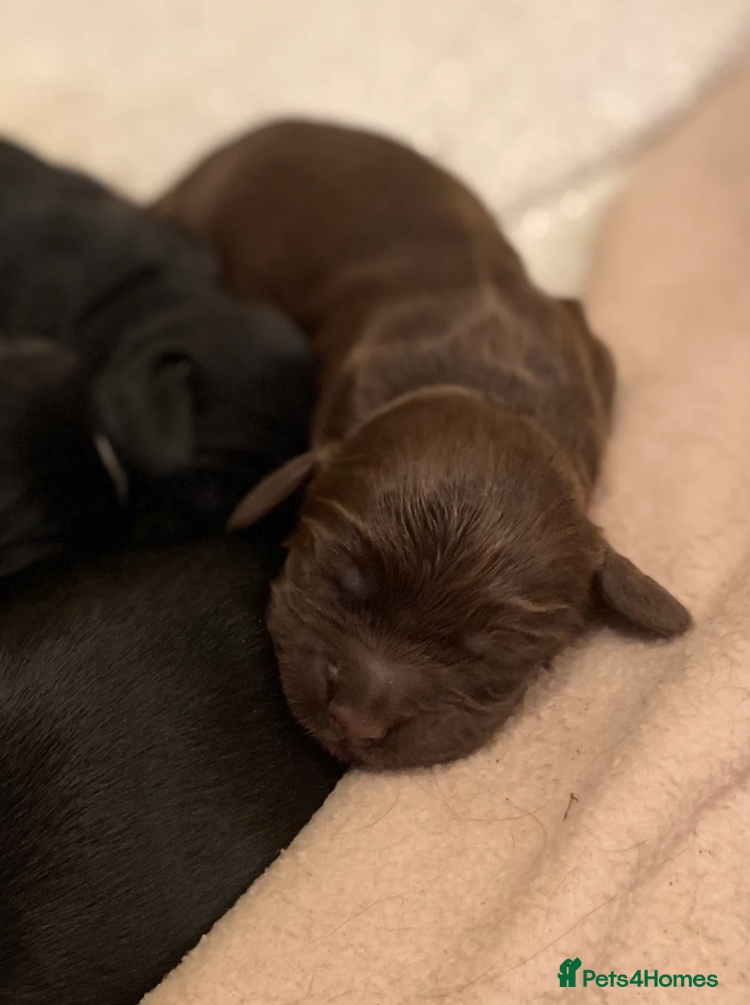 Cocker Spaniel dogs for sale: KC Registered Litter of Cocker Spaniels - Advert 6