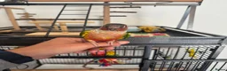 Conures birds for sale: Red factor, yellow sided pineapple conure - Advert 9