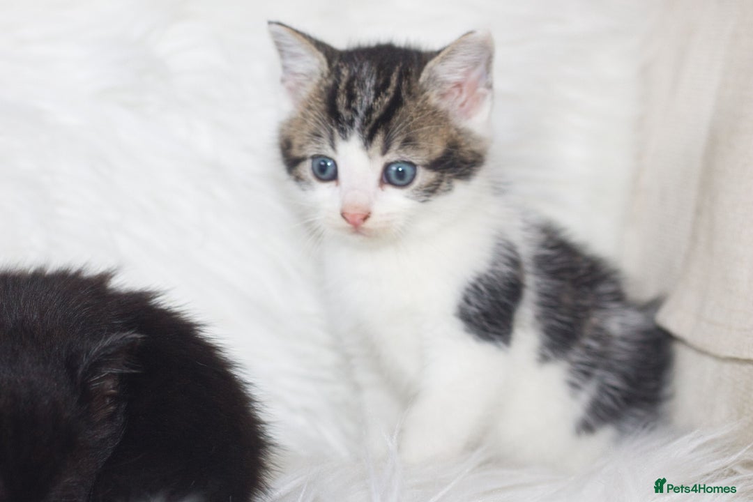 Mixed Breed cats for sale: 5 Happy Playful Kittens  - Advert 14