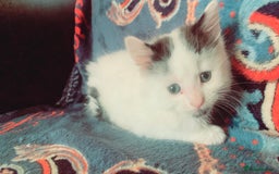 Mixed Breed cats for sale: Lovely kitten Are looking for Loving home - Image 6