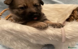 German Shepherd dogs for sale: German Shepard pups - Image 8