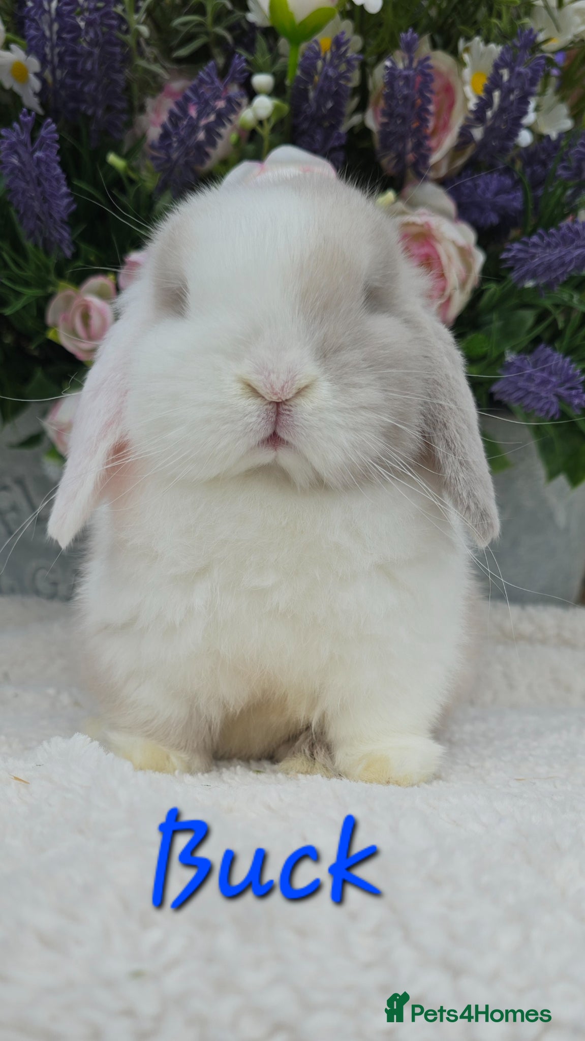 Mini Lop rabbits Beautiful quality mini lops - Advert 1
