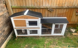 Mini Lop rabbits for sale: Two boy mini lop bunnies with cage & run  - Image 6