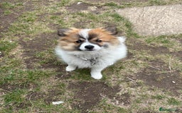 German Spitz dogs for sale: German spitz - Image 2