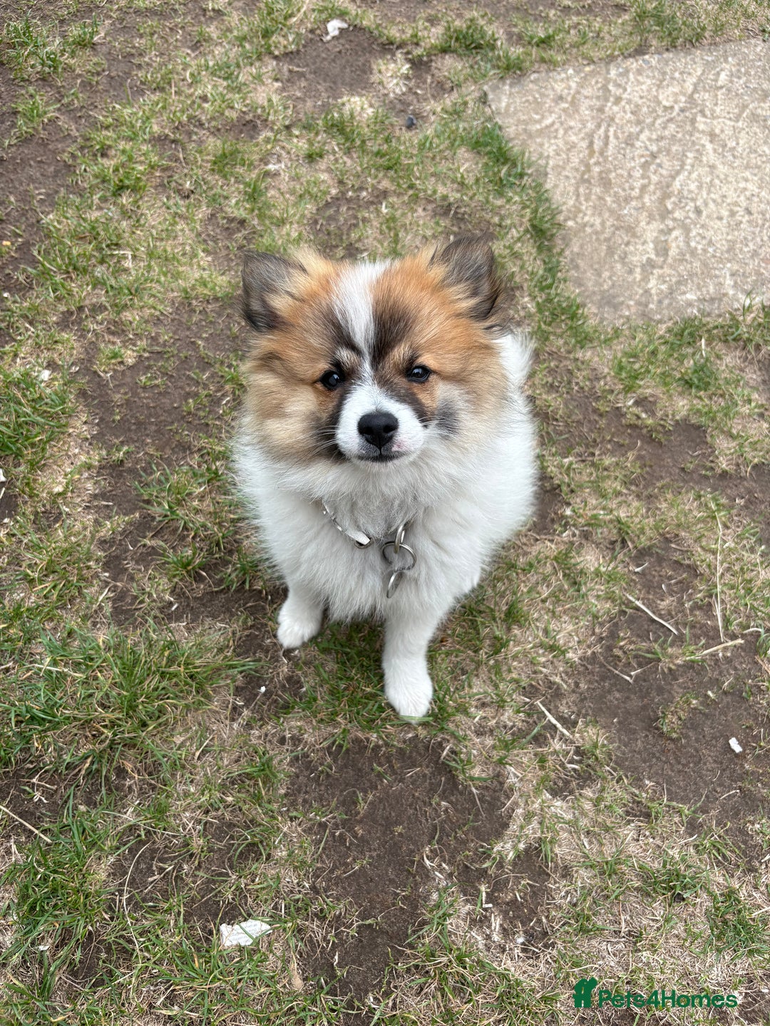 German Spitz dogs for sale: German spitz - Image 2