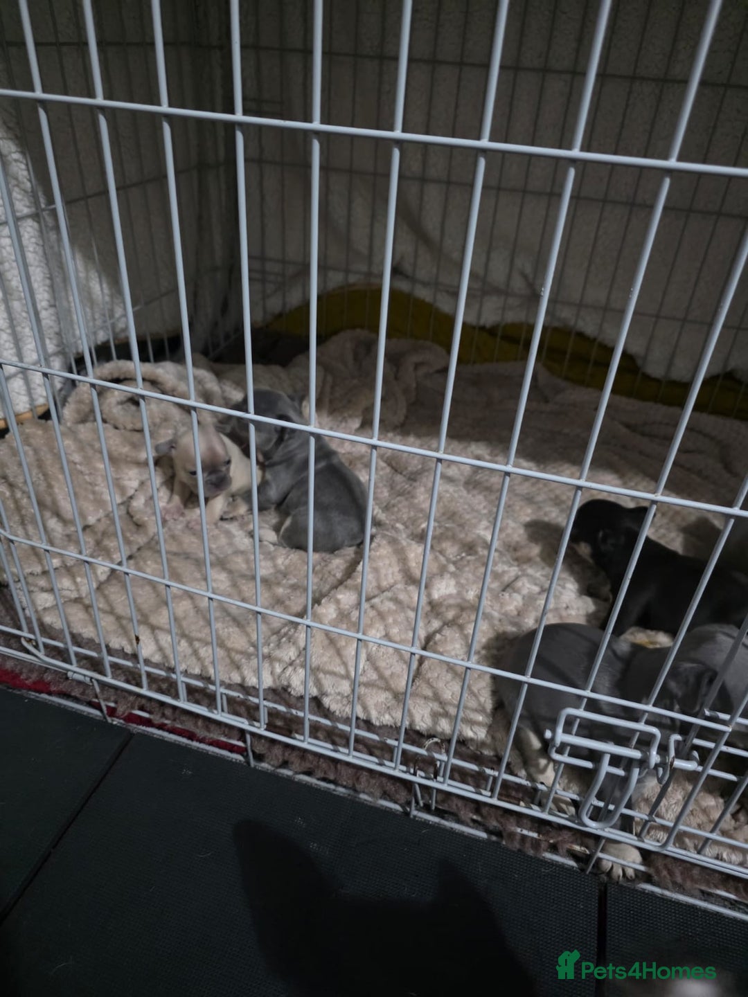 French Bulldog dogs for sale: French dog for sale  - Image 26
